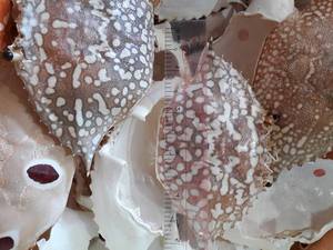Cleaned and Dried <b>Crab</b> Shell Good Decorative Product Unique Decoration <b>Crab</b> Carapace Ornament Vietnam Supplier - Product Image 6