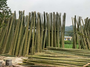 Postes fuertes de bambú natural de Vietnam hechos para la construcción, jardinería, paisajismo y fabricación de artesanías - Product Image 3