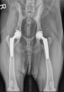 เครื่องมือสเตนเลสสำหรับสัตวแพทย์สำหรับการผ่าตัดเปลี่ยนข้อสะโพกทั้งหมดอุปกรณ์เสริมสำหรับการผ่าตัดสุนัข - Product Image 6