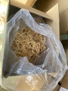 Wild Purple Sun Dried Dried Seamoss Premium Irish Eucheuma Cottonii <b>Seaweed</b> For Gel Dried Seamoss Natural Powder Bulk Supply - Product Image 4