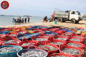Le fournisseur vietnamien répond à la norme d'exportation 100% de fruits de mer secs avec emballage sous vide expédition en vrac - Product Image 6