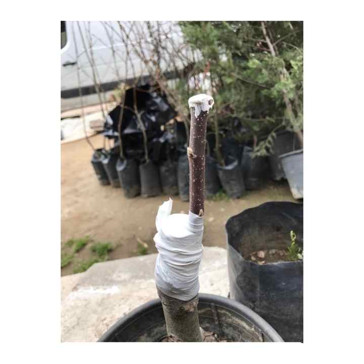 Grafting Tape 1 kg for Big Tree