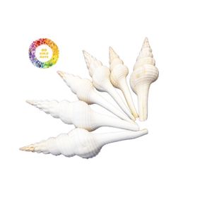 เปลือกหอยสังข์ขัดเงาธรรมชาติสำหรับตกแต่งจากทองคำ99ข้อมูลเวียดนามเพื่อการส่งออก - Product Image 6