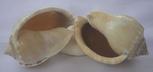 Phalium bandatum เปลือกหอยธรรมชาติขัดจากครอบครัว cassidae รูปแบบสัตว์ขนาดเล็กสำหรับเครื่องประดับ - Product Image 4