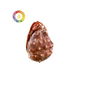 Conchas pulidas Cypraecassis rufa | Hermosas conchas marinas para ARTE Y EXHIBICIÓN - Product Image 1