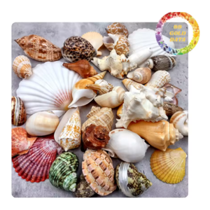 Mélange de petites coquilles naturelles pour la fabrication de bijoux à bricoler soi-même et la décoration sur le thème de la plage - Product Image 5