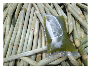 CANNE À SUCRE CONGELÉE AU GOÛT FRAIS-QUALITÉ PREMIUM-PRIX COMPÉTITIF À PARTIR DE 99GD VIET NAM - Product Image 5