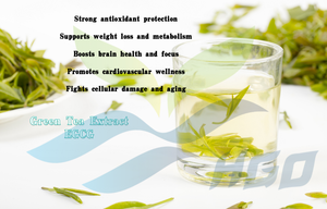 HGO Factory Fourniture directe d'extrait de thé vert naturel pur (qualité alimentaire) Spécification EGCG 50% (extrait standardisé) - Product Image 5