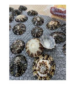 เปลือกหอยหัตถกรรมเปลือกหอยเปลือกหอยเปลือกหอยเปลือกหอยเปลือกทะเลขนาด6-8ซม. สำหรับเป็นของที่ระลึกเปลือกหอย Limpet ชายฝั่งชุดเปลือก Limpet จากประเทศเวียดนาม - Product Image 1