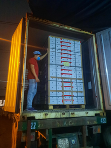 Meilleur prix de gros cpitaya fruit nouvelle récolte fruit du dragon de haute qualité - Product Image 2