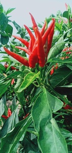 Graines hybrides de piment fort Capital F1 - Product Image 5