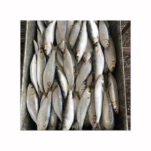Pilchard Fish Supplier Best Quality Sardines Canned Sardine Fish