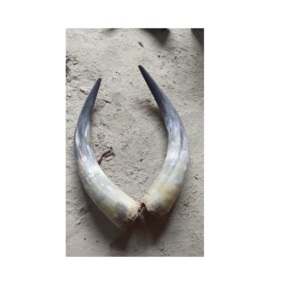 Corne de buffle en paire, taille personnalisée à prix compétitif et corne de buffle polie en paire, qualité supérieure, artisanat - Product Image 3