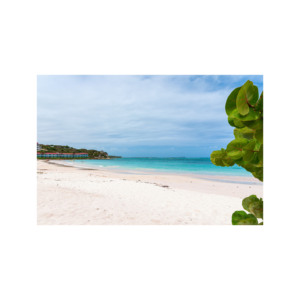 Precios competitivos en troncos de haya a granel para elaborar hermosas piezas de madera - Product Image 3