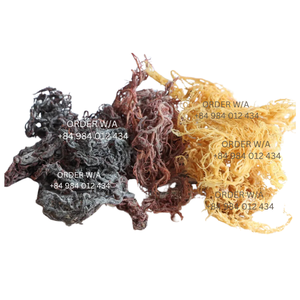 100% Pure Sea Moss: Golden Irish Sea Moss, Wildcrafted a precios al por mayor - Product Image 1