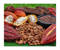 Granos de Cacao Premium de Vietnam para Compradores Mayoristas - Granos de Cacao Fermentados Secados al Sol para Procesamiento de Confitería