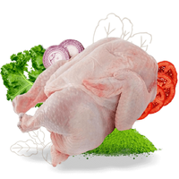 Poulet congelé halal de bonne qualité, entier, propre et frais à bas prix Achetez maintenant en stock de qualité supérieure, livraison rapide à vendre