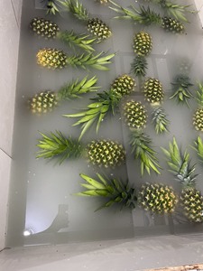 Tươi dứa chất lượng hoàn hảo tươi dứa giá Việt Nam MD2 tươi dứa MS Sophie - Product Image 2