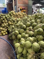 Goedkope Verse Groene Kokosnoten Natuurlijke Te Koop Goede Smaak Klaar Om Te Exporteren