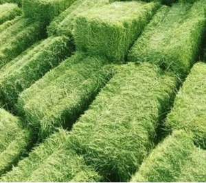 Additif alimentaire de haute qualité pour foin de luzerne et farine de soja pour bétail animal pour poisson emballé dans des sacs - Product Image 6