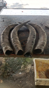 Corne à boire Viking Buffalo sculpté naturel 100% pour la décoration de la maison CORNE ARTISANALE CRESCENT écologique - Product Image 3