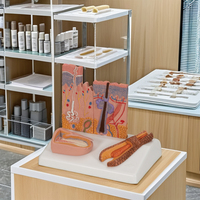 Modèle d'anatomie de la peau humaine agrandi 50 fois, structure microscopique, fibres des cheveux et des ongles, matériau de marque CISCO pour la science médicale