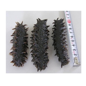 โรงงานและผู้จัดจำหน่ายปลิงทะเลแห้งขายส่ง - Product Image 4