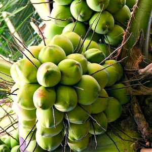 Coco Verde Fresco Barato de Primera Calidad al Mejor Precio para Venta al por Mayor - Product Image 4