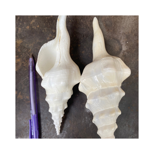 Cymbiola Nobilis Collection de coquillages d'escargot Ornement artisanal naturel pour la vie côtière et les solutions de décoration intérieure écologiques - Product Image 2