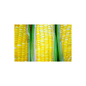 Maïs de maïs séché jaune Alimentation animale - Product Image 5