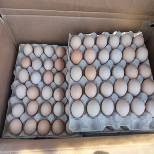 Venta al por mayor Huevos para incubar Ross 308 Cobb 500 Huevos de mesa de pollo fresco Calidad premium disponibles En stock Comprar ahora - Product Image 4