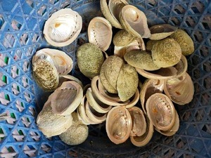 Elegancia de concha de abulón: conchas naturales para una decoración moderna del hogar y fiestas al aire libre, fáciles de diseñar, elegantes y muy buscadas - Product Image 6