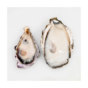 Huîtres kaki de ferme de qualité supérieure avec coquille, prêtes pour le commerce en gros fiable - Product Image 3