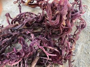 Hot Selling <b>Dried</b> Seamoss Exporting in Bulk with Completive Price and High Quality - Product Image 4