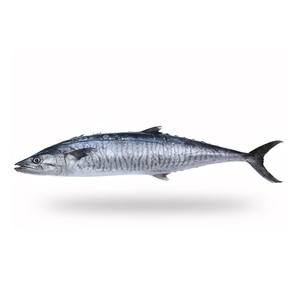 Meilleurs matériaux de vente en gros à bas prix Importateurs de fruits de mer frais Exportateurs Poisson roi maquereau espagnol à barbe étroite - Product Image 5