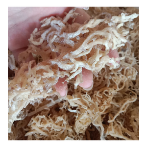 มอสไอริชแห้งบริสุทธิ์มอส Eucheuma cottonii จาก99 GD พร้อมส่งจำนวนมากมอสทะเลสีทองแห้ง - Product Image 1