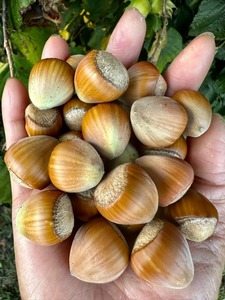 Noisette Offre Spéciale biologique Noisette 100% qualité originale avec des noisettes à bas prix en vente - Product Image 5