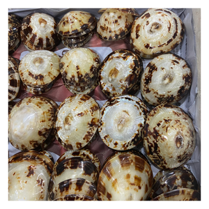 สินค้าส่งออกทั่วโลก / สินค้าขายดี / เปลือกหอยลิมเพ็ตธรรมชาติ สำหรับงานฝีมือและตกแต่ง พื้นผิวเรียบเนียน คุณภาพแข็งแรง - Product Image 1