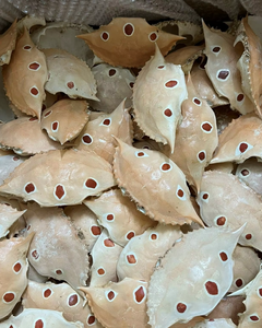 PREMIUM CRAB SHELL FOR <b>ANIMAL</b> <b>FEED</b> AND FERTILIZER - Product Image 1