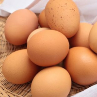 Vente en gros d'oeufs d'incubation de poulet de chair Ross 308 et Cobb 500 et d'oeufs de table de poule frais prix discount