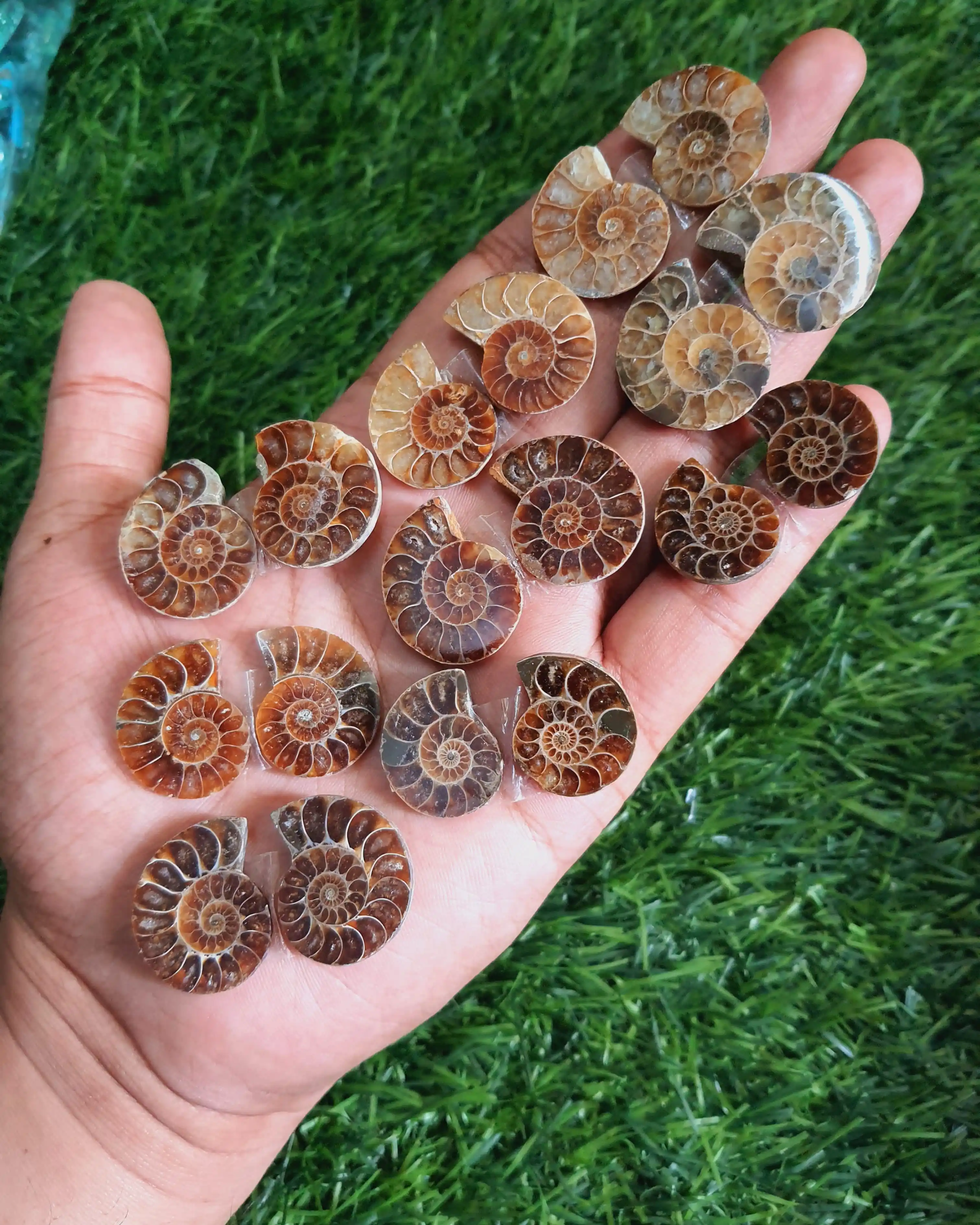 Natural Ammonite shell fossil stone crystals chakra healing energy for decoration and for gift hand polish bulk sale