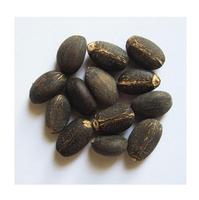 Graines de Jatropha Biologiques Séchées Naturelles de Qualité Supérieure Vente en Gros Grade Supérieur Haute Qualité Jatropha Propre Maturé Extraction d'Huile Culture