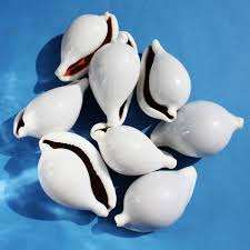 Coquilles de cauri aux oeufs polies de qualité Offre Spéciale | Coquillages océaniques naturels | Origine du Vietnam - Product Image 3