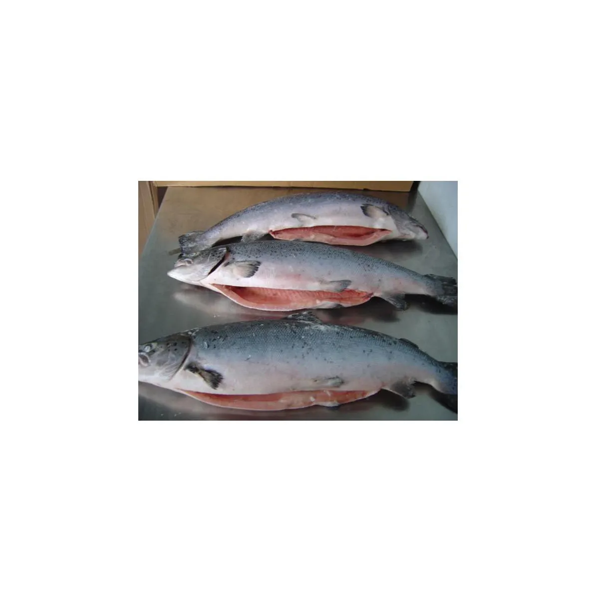 Fresh Sea Caught Salmon Fish Frozen Fillet Fresh And Frozen Atlantic Salmon Fish/Whole Frozen Salmon/Salmon Head For Sale