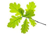 Soie Quercus rubra feuilles de chêne pulvérisées avec tige Quercus Rubra pour la décoration de mariage d'affaires à domicile