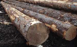 Feuilles de placage tranchage/façonnage créatif Bûches d'épinette pour projets de paysage - Product Image 6