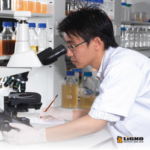 Malaisie LiGNO OCS02 ®   Poudre d'Ophiocordyceps Complément alimentaire fonctionnel certifié GMP OEM ODM Booster d'énergie et de vitalité - Product Image 4