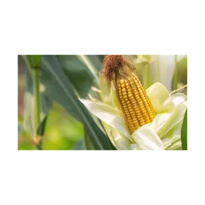 Clean Dried Yellow Corn / Dried Yellow Maize | Bulk dried white corn and yellow corn Available