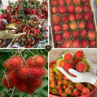 Premium verse rambutan voor export en groothandel - Kim Minh International