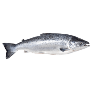 Giá bán buôn trên đông lạnh Đại Tây Dương cá hồi phi lê khô phong cách; số lượng lớn Cổ Phiếu có sẵn trong túi bảo quản với muối và nước - Product Image 6